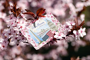 Cherry Blossoms clip art watercolor, an Illustration by Alena Sid (Thumbnail 4 of 16)