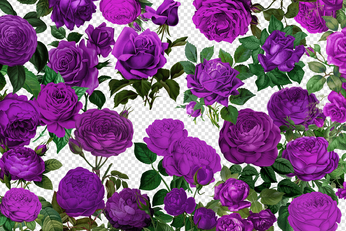 Vintage Purple Roses Clipart, an Illustration by Digital Curio