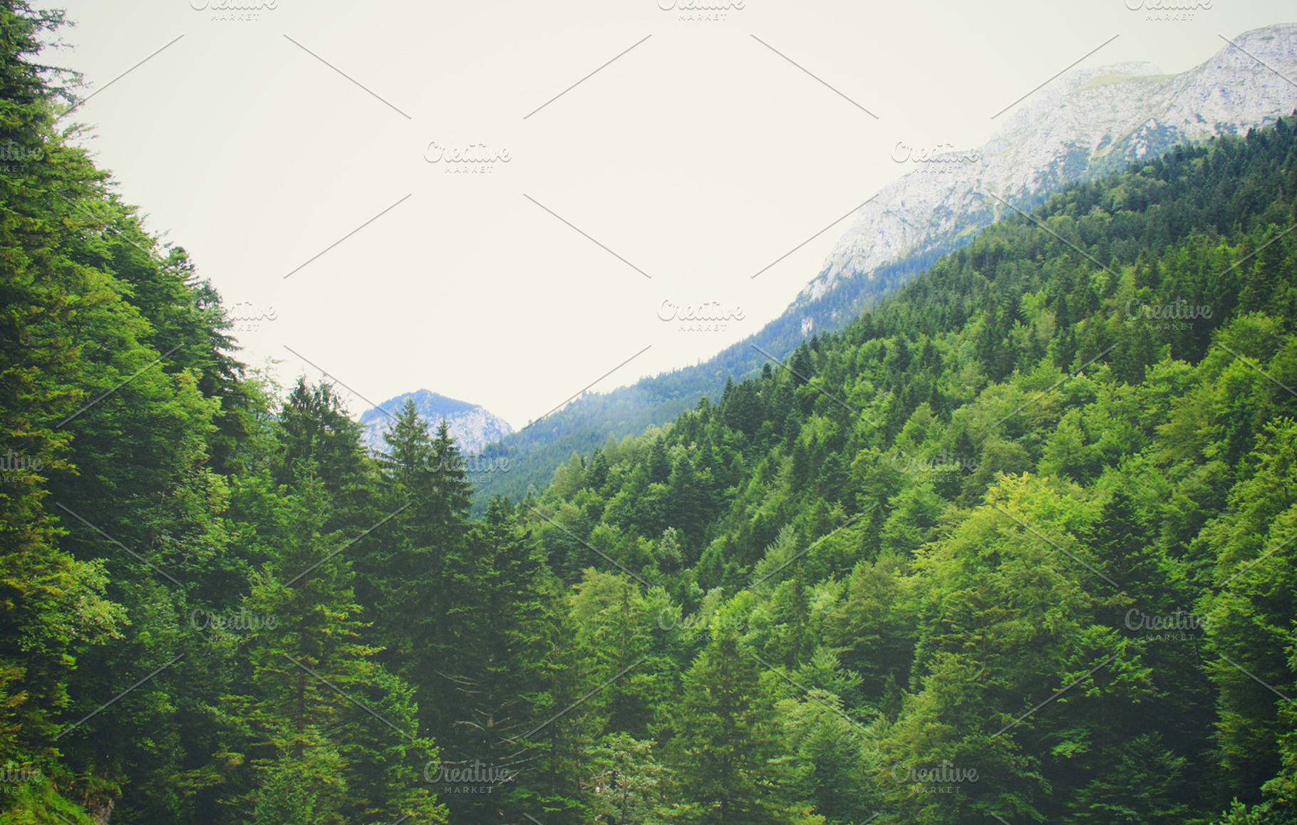 Wilderness Stock Photo Containing Wild And Wilderness