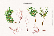 Lemon Grove Watercolor Illustrations, an Illustration by Fire Spark Studio (Thumbnail 4 of 8)