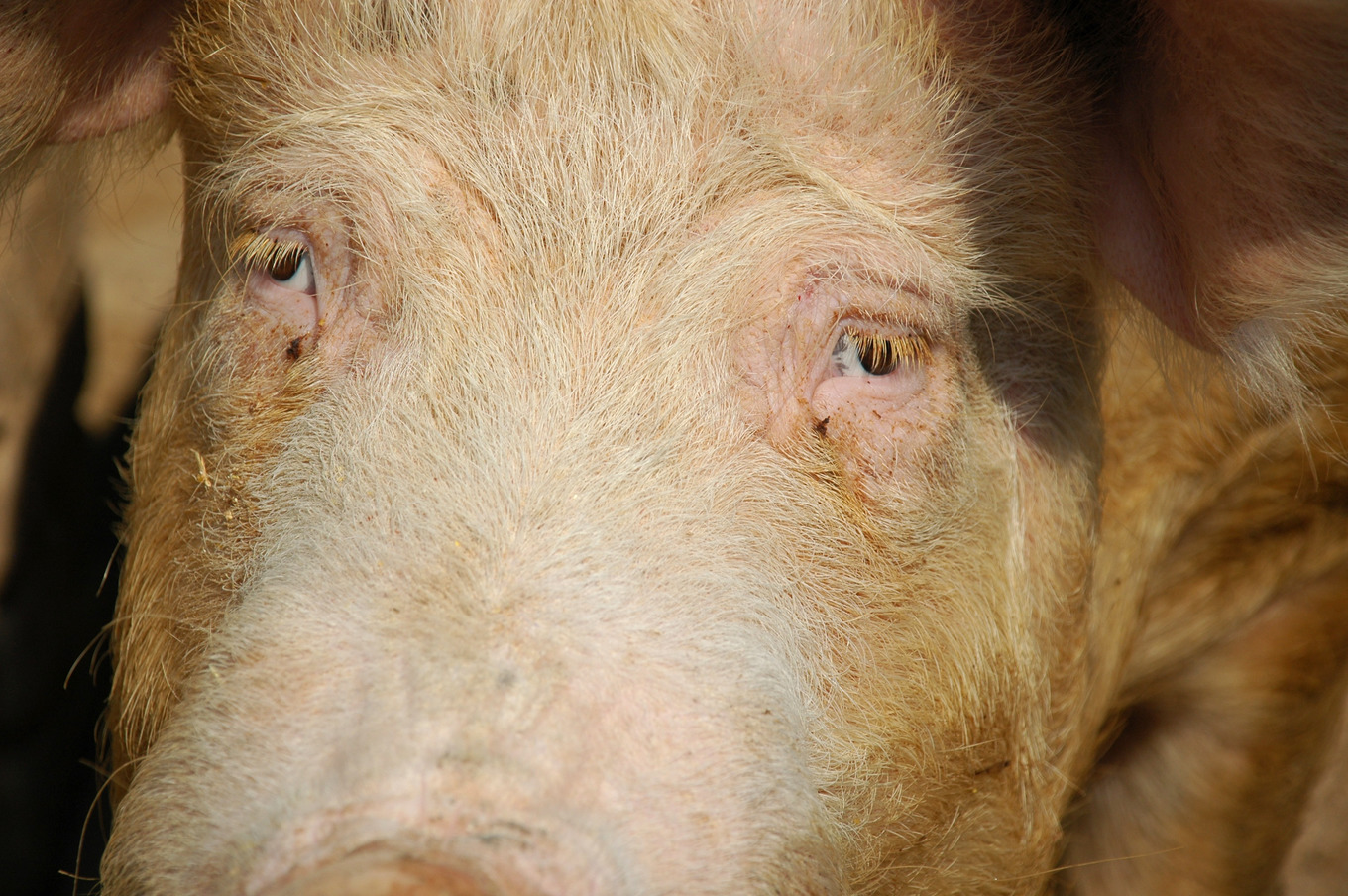 Pig's eyes, an Animal Photo by MashaCvijanovic