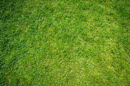 Green grass background texture, a Texture Graphic by GoodGoods