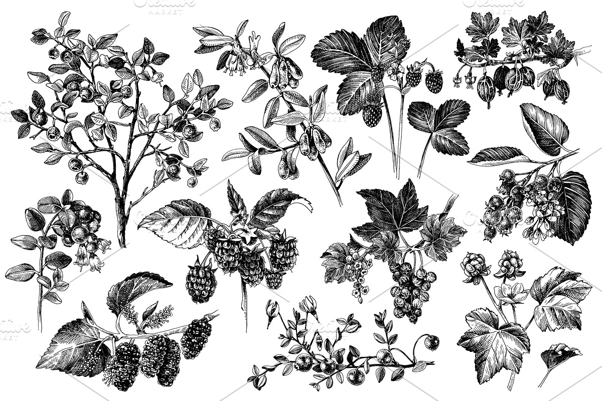 Fresh berries, a Food Illustration by handsketched (Photo 2 of 21)