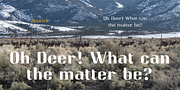 Qwatick, a Serif Font by Ingrimayne Type (Thumbnail 3 of 8)