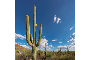 Saguaro cactus featuring phoenix, usa, and landscape