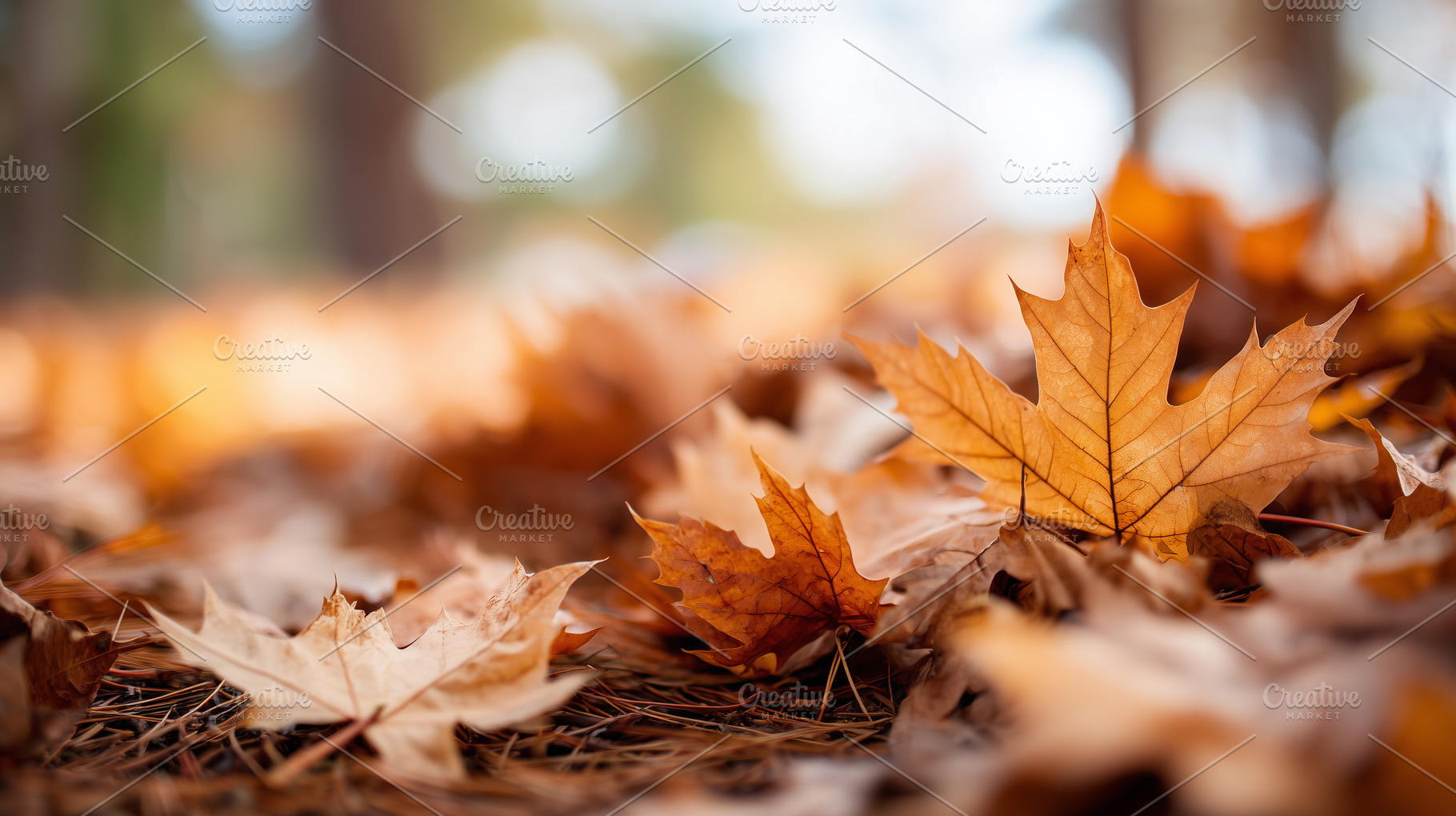 Dry autumn maple leaves on ground, a Nature Photo by MistyDay