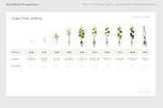 BBCH Growth Stages, Other Crops, a Presentation Template by Ilia Design (Thumbnail 3 of 8)