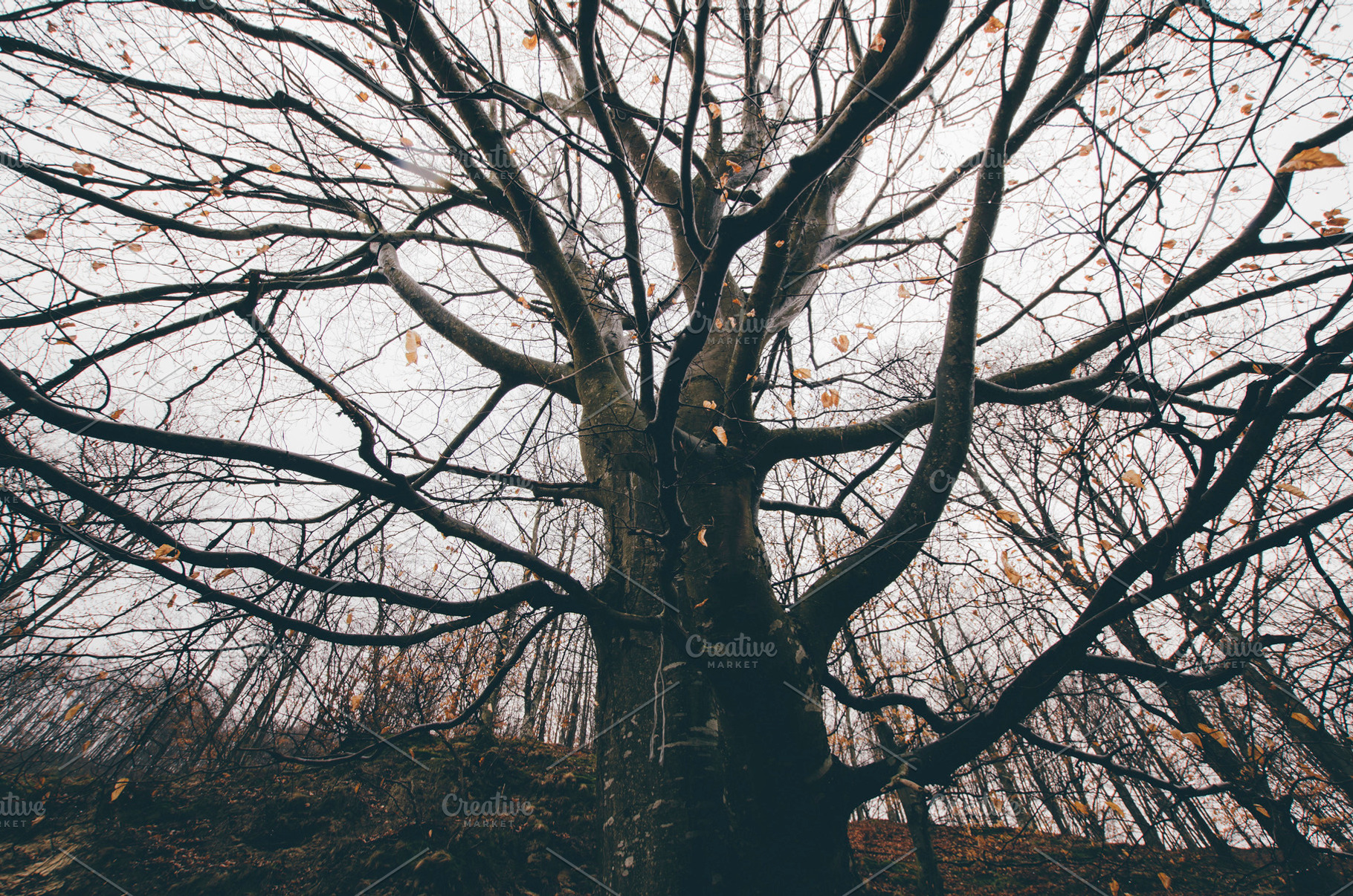 Tree branches in dark woods scenery, a Nature Photo by Atmospheric visuals