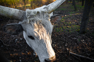 Close-up of a white bull with large horns in a forest, illuminat, an Animal Photo by Ales Munt