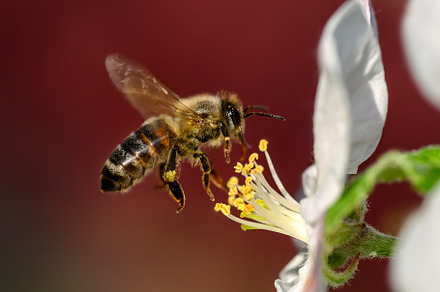 Close Honey bee collecting pollen from apple tree blossom, an Animal Photo by Byrdyak