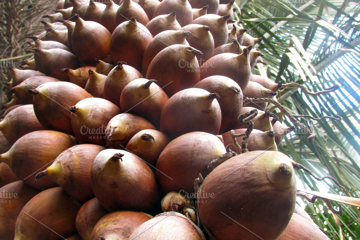 Babassu nut, a Nature Photo by FrancoShop (Photo 1 of 2)