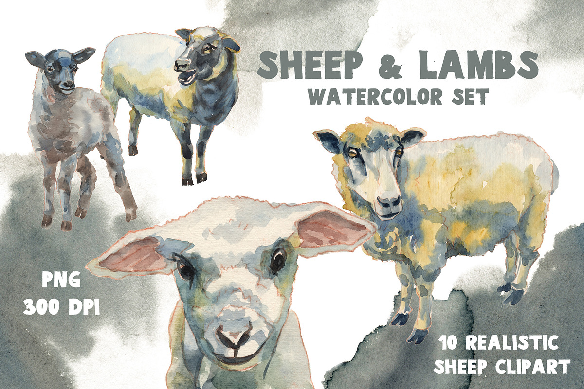 Sheep & Lambs watercolor set, an Animal Illustration by Malena (Photo 1 of 4)