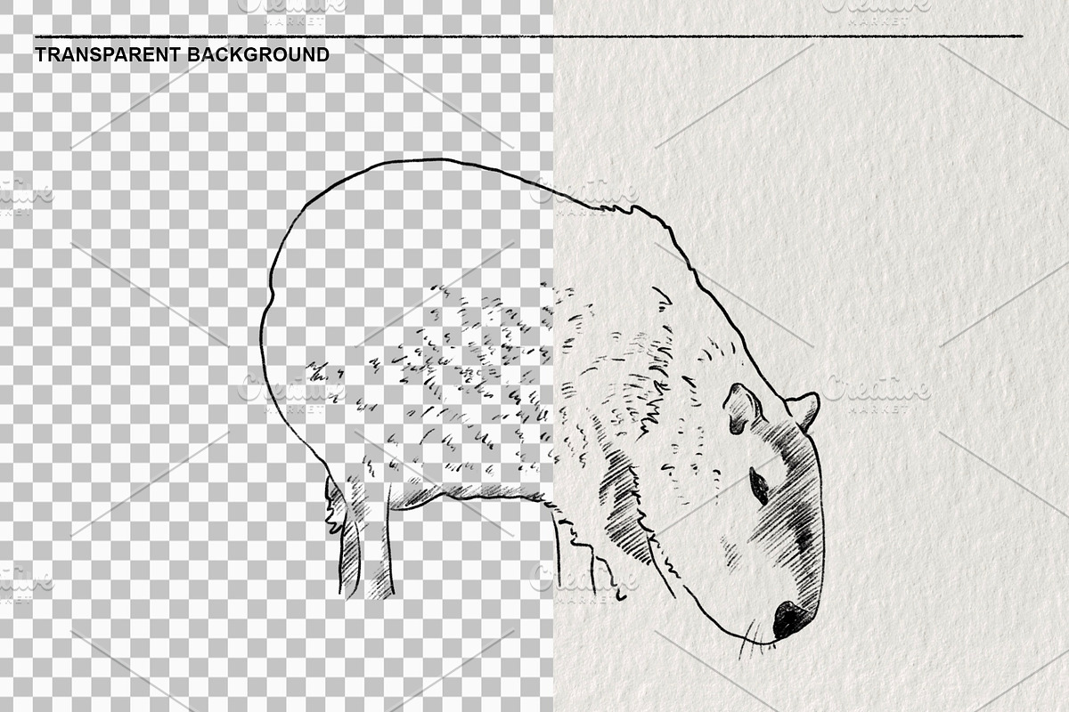 Sketches of capybara animals in PNG, an Animal Illustration by LOKSKIH (Photo 2 of 4)