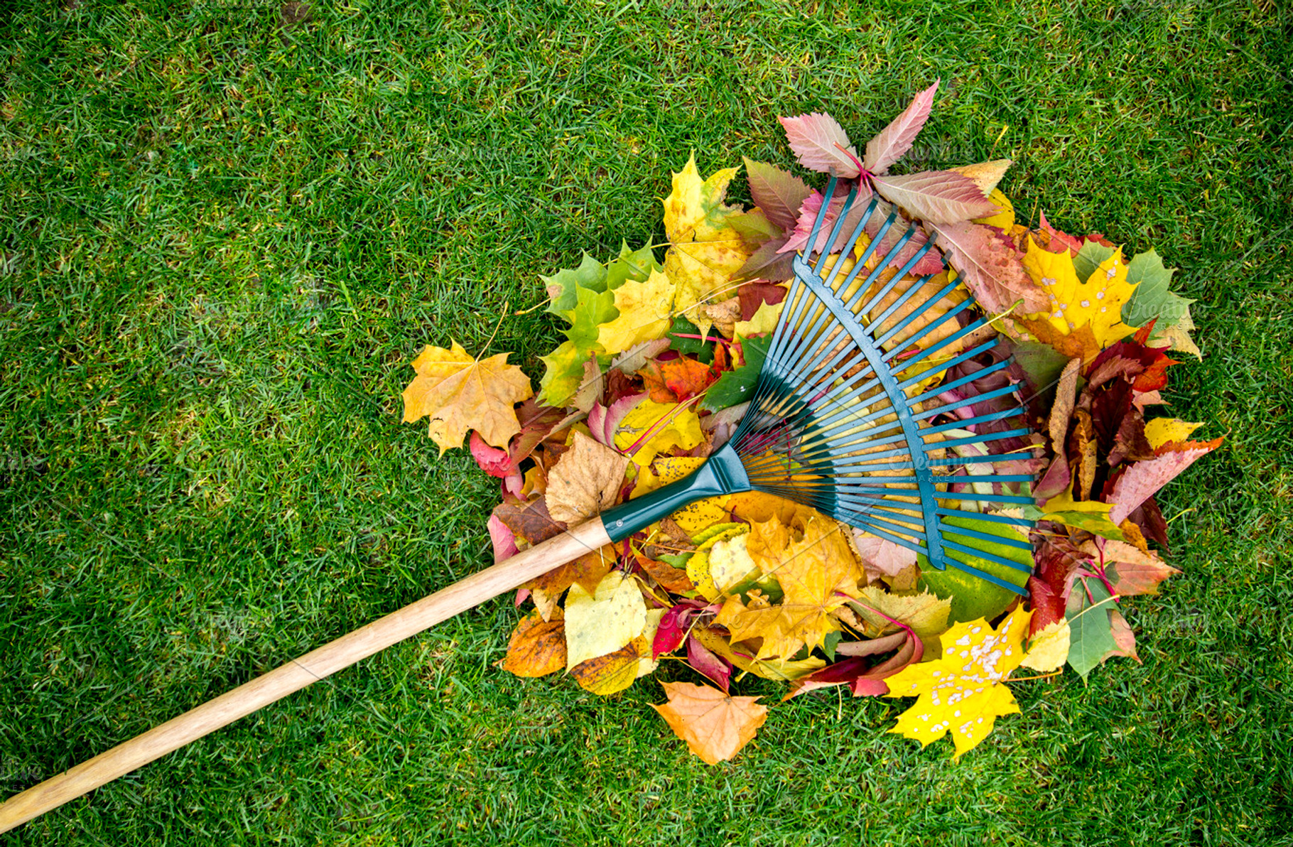 Rake on a wooden stick and colored  autumn foliage collecting grass clippings, an Industrial Photo by Life For Photo