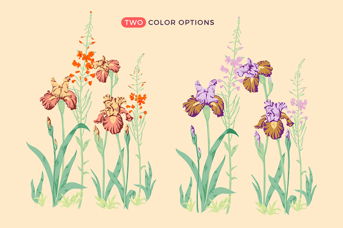 Irises Flower Set, an Object Illustration by Volga_Store (Photo 3 of 6)