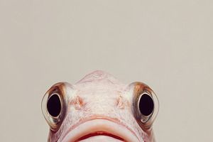Minimalist close-up of a pink fish with large eyes against a neu, an Animal Photo by Ales Munt