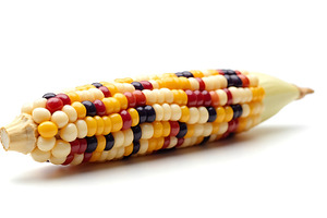 Vibrant indian corn cob on a white b, a Food & Drink Photo by Artonix
