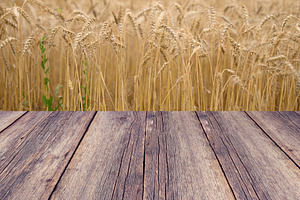 Wooden plank surface in the foreground and a blurred field of ri, a Background Photo by ndanko