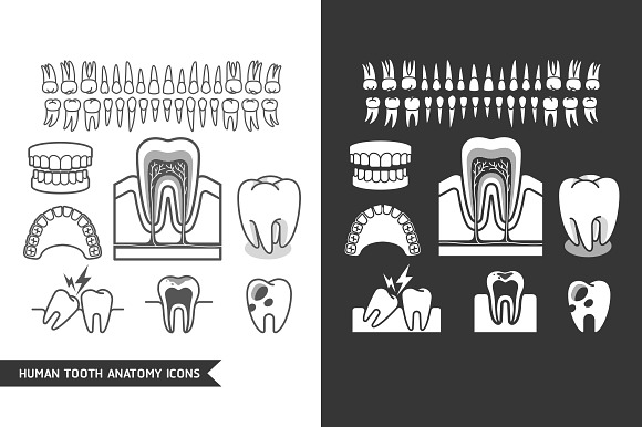 Human Tooth Anatomy Icons Set.