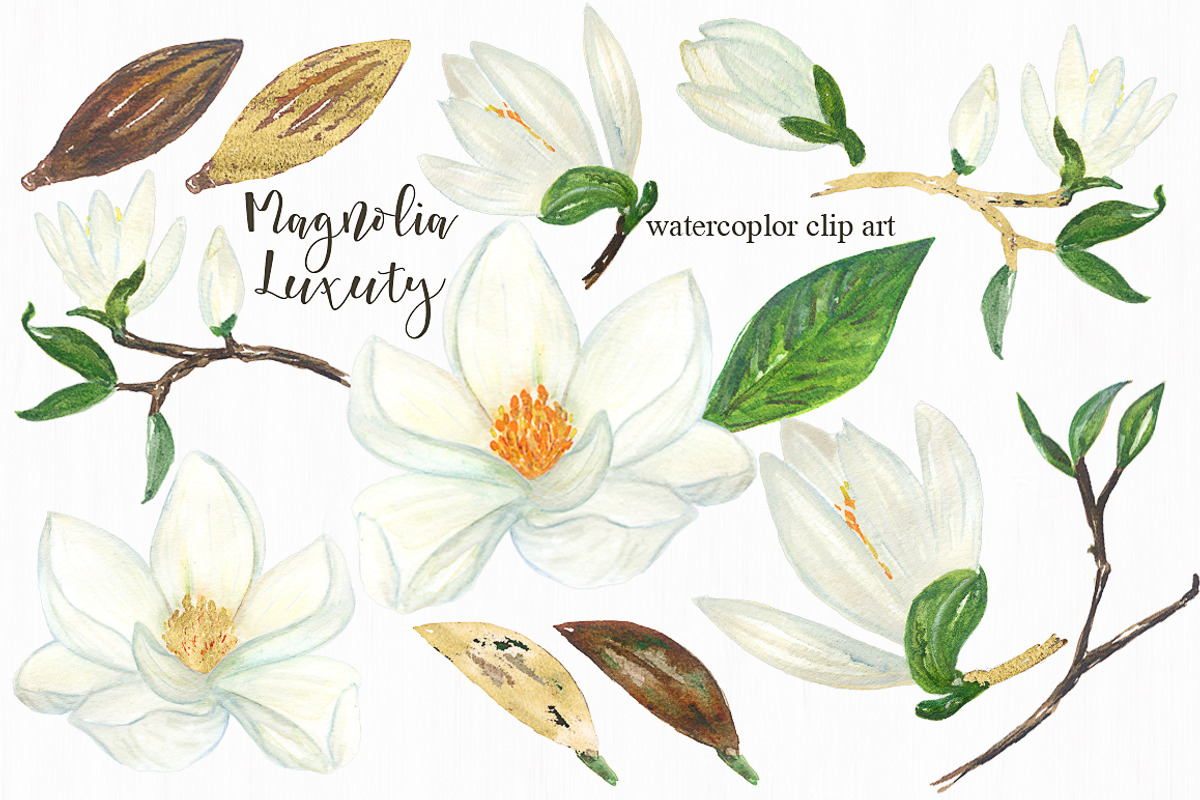 Magnolia white luxury illustrations, an Illustration by LABFcreations (Photo 4 of 5)