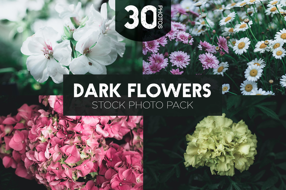 Dark Flowers - Stock Photos, a Nature Photo by outlinez (Photo 1 of 8)