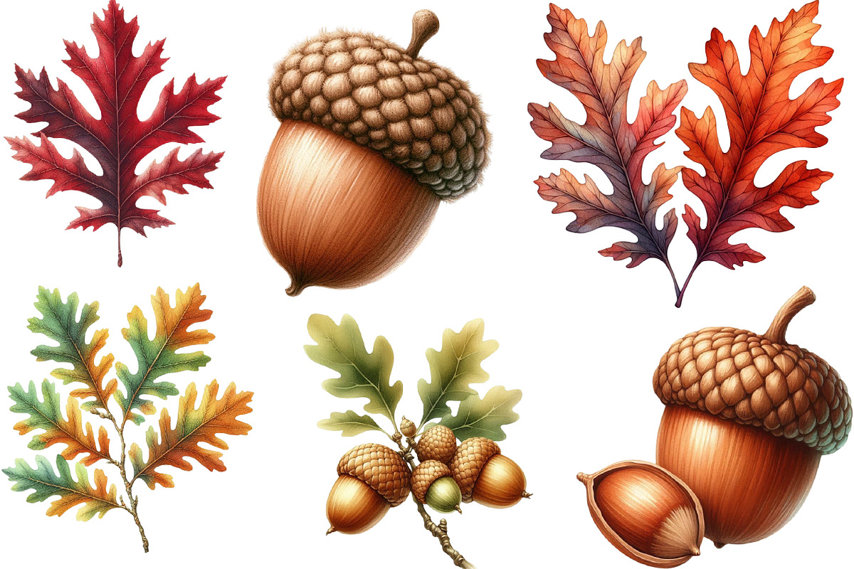Watercolor Acorns & Oak Leaves PNG, an Illustration by Designking (Photo 3 of 4)