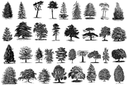 35 Trees PNG, an Object Graphic by Alexandra Fulger (Thumbnail 6 of 6)