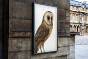 Vintage owl illustrations, an Animal Illustration by Natalka Dmitrova art (Thumbnail 6 of 7)