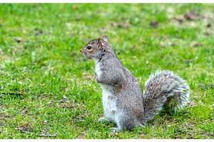 Eastern gray squirrel in montreal quebec canada featuring squirrel, an Animal Photo by Leonid Andronov