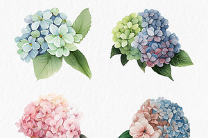 Pink Blue Hydrangea Flower Clipart