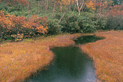 Japan Alpine Autumn & Misty Forests, a Nature Photo by Silent Nature (Thumbnail 2 of 5)