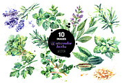 Watercolor Herbs Vector Set, a Food Illustration by Elena Pimonova (Thumbnail 1 of 4)