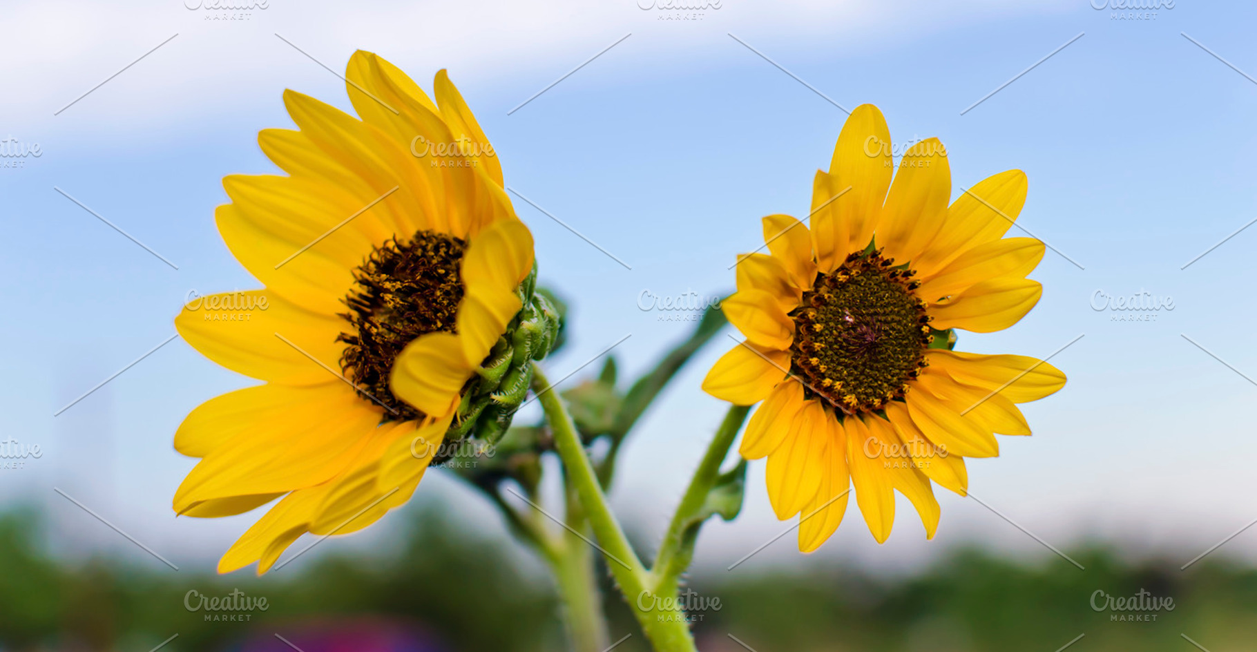 Sunflower Sisters, a Nature Photo by Joshua C. Carroll