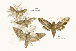 Gold Vintage Moths Illustration Pack