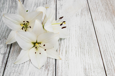 White lilies containing lily, wooden, and white, a Nature Photo by Olena Rudo
