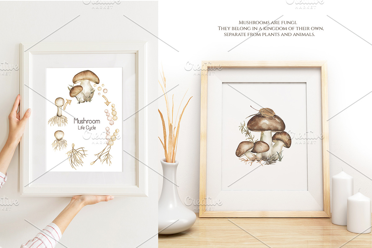 Watercolor Mushrooms Collection, an Education Illustration by MayaNavits (Photo 12 of 14)