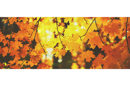 Autumn leaves on a tree. Selective, a Nature Photo by yanadjana