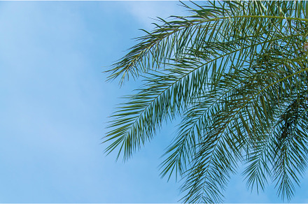 Palm leaves against the sky, a Nature Photo by yanadjana