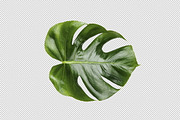 Printable Art - Monstera leaf, a Print Template by JustLikeMyDesktop (Thumbnail 1 of 2)