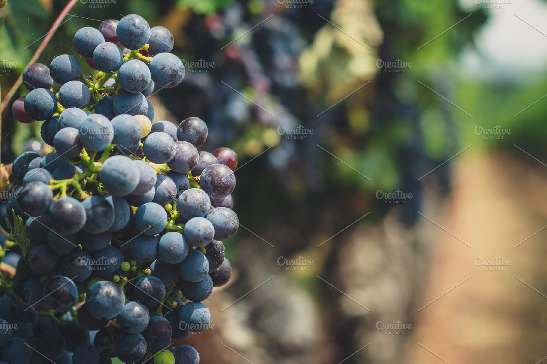 Delicious grapes in the vineyards stock photo containing grapes and wine