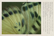 Sylva Textured Botanical Backgrounds, a Background Graphic by alonahaidash (Thumbnail 11 of 15)