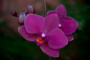 Orchid Flower Stock Bundle, a Nature Photo by r.r.palacios (Thumbnail 8 of 11)
