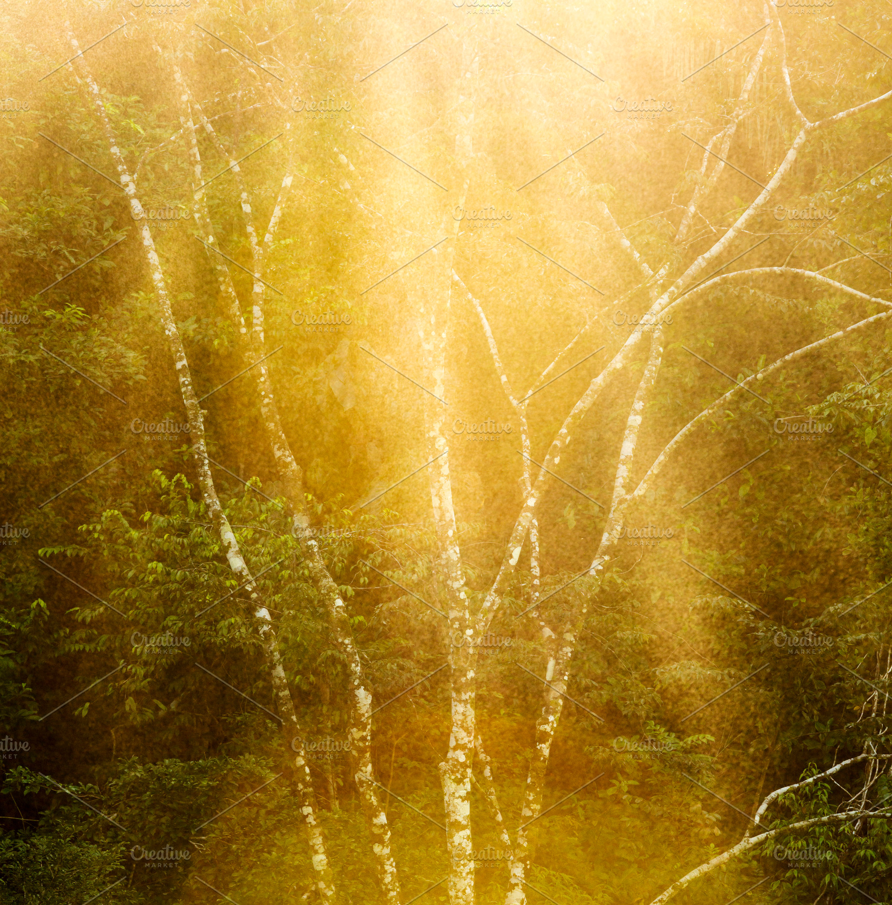 Tranquil Forest Tree Background, a Nature Photo by THP Creative