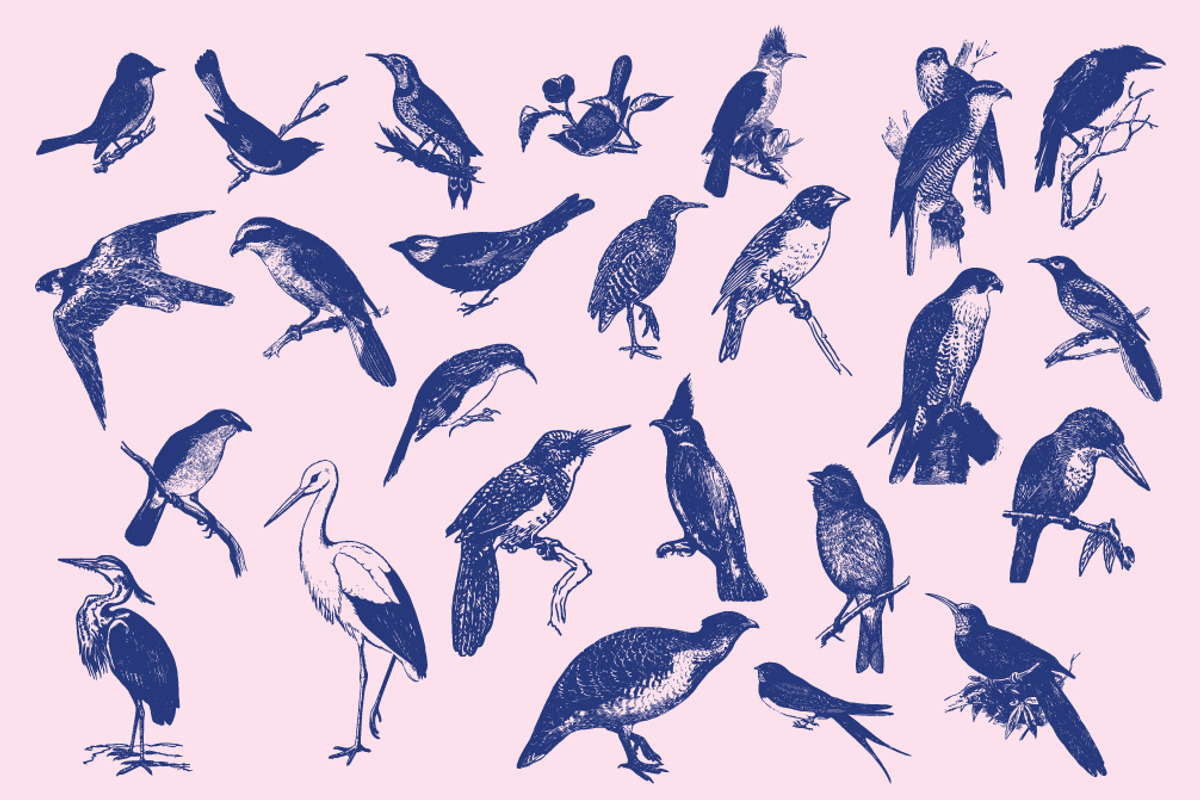 VINTAGE BIRDS | 25 Vectors, an Animal Illustration by Britt & Kit (Photo 3 of 3)
