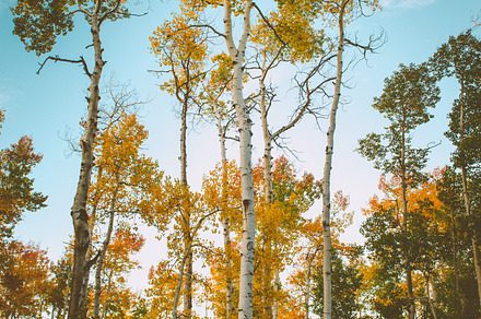 yellow aspens in autumn in colorado