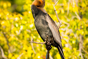 African Darter Bird Botswana, an Animal Photo by THP Creative