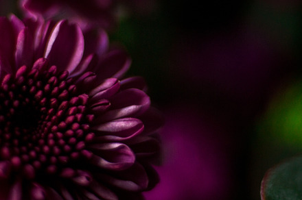 Moody Magenta Flower