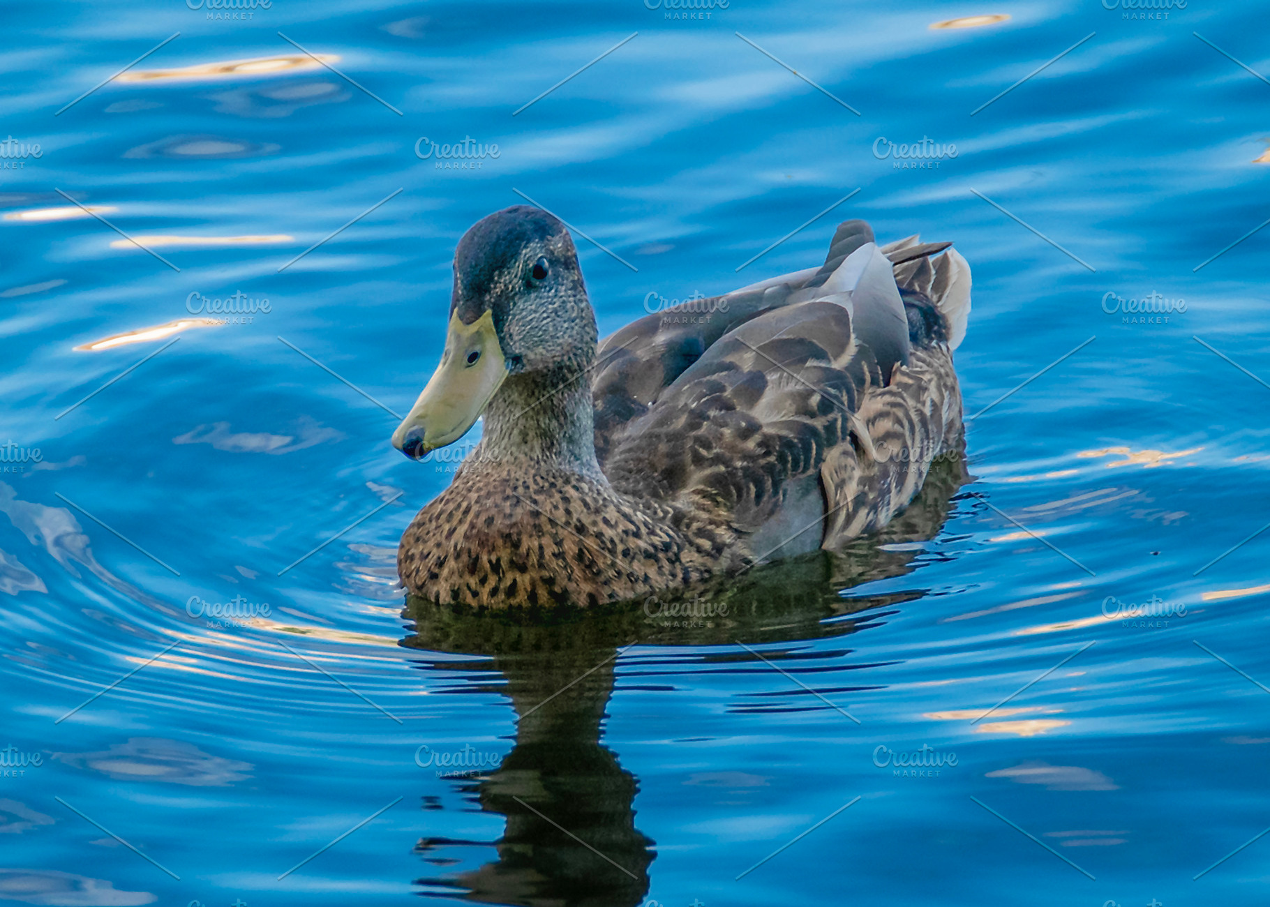 Duck floating peacefully on rippling water, an Animal Photo by DanFLCreativo