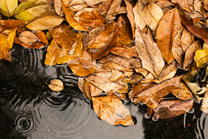 Top view of dried autumn leaves floating on rainwater, a Photo by salmon.black