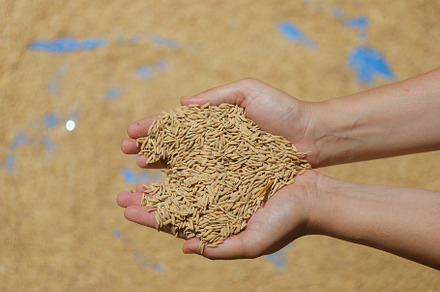 Heart-Shaped Handful of Paddy Rice